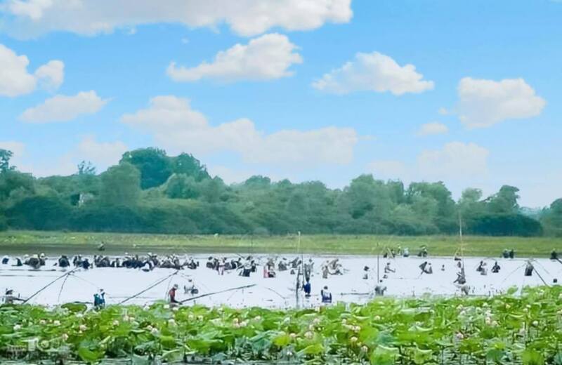 Mùa hoa tràm Trằm Trà Lộc