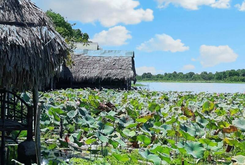 Trằm Trà Lộc Quảng Trị