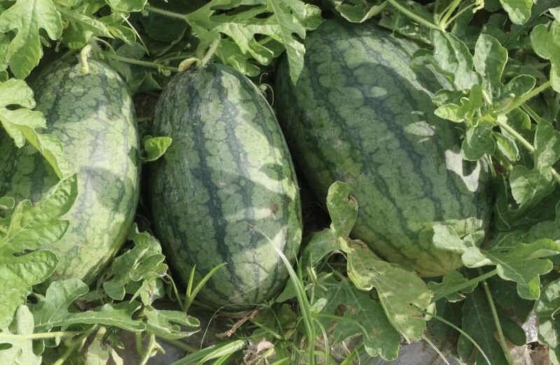 Dưa hấu Quảng Trị