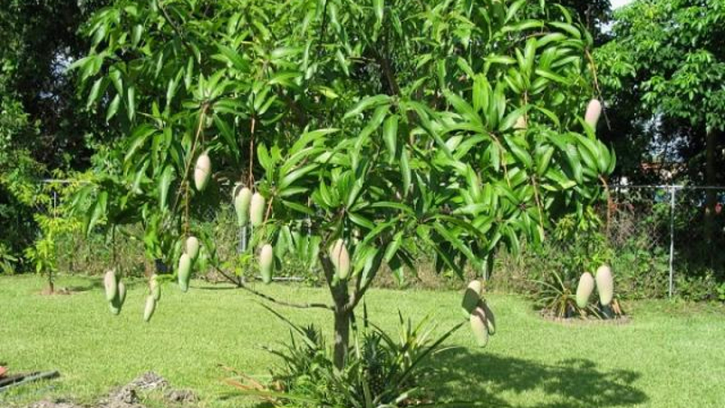 Xoài tượng Quảng Trị