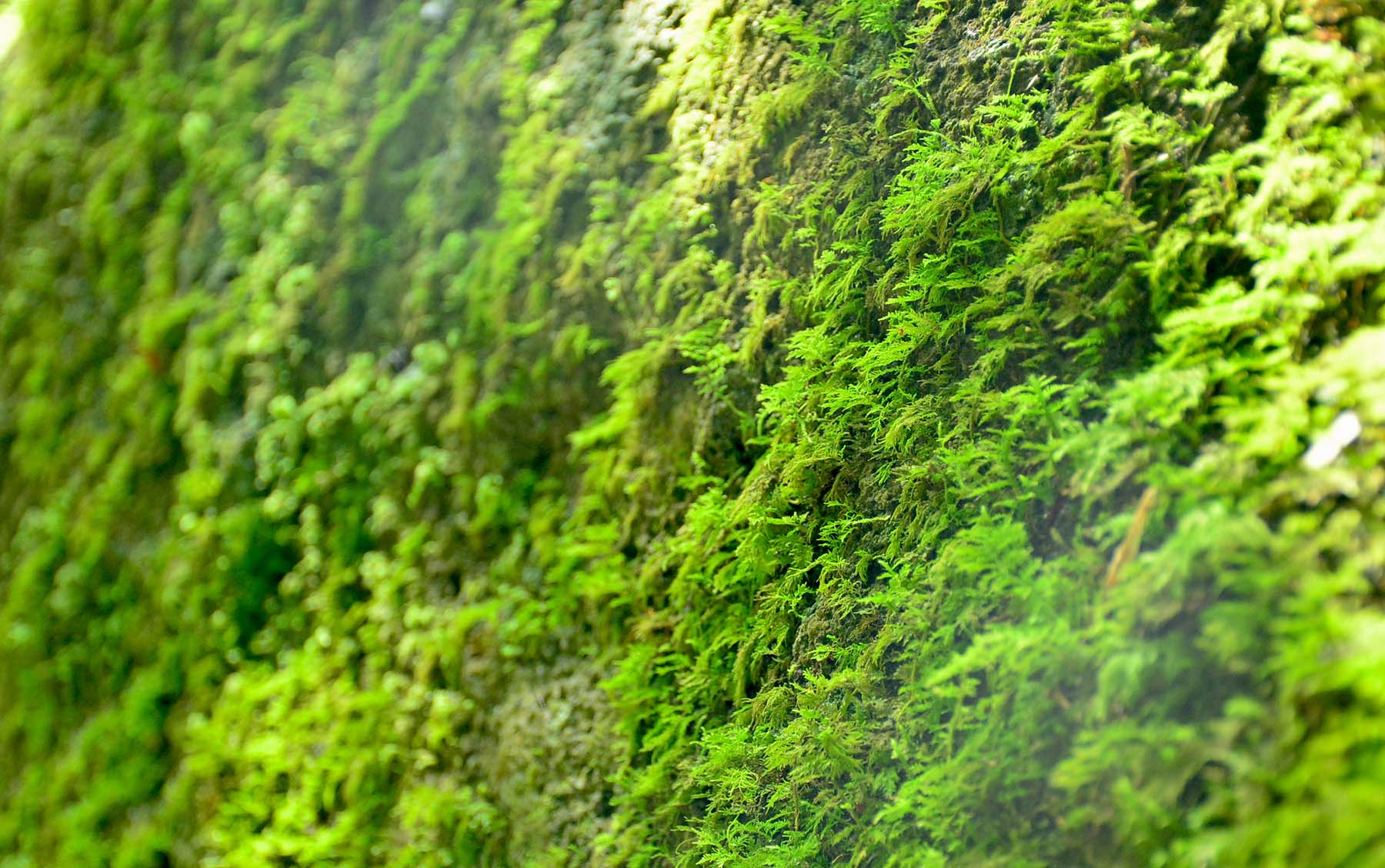 Rêu xanh bên suối Chênh Vênh