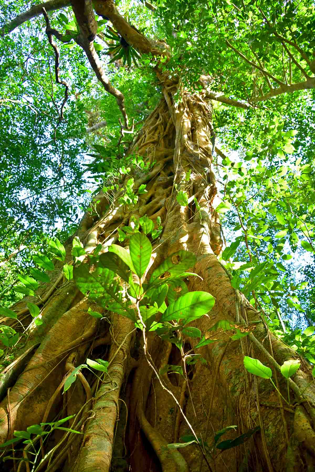 Cây cổ thụ trong rừng Chênh Vênh