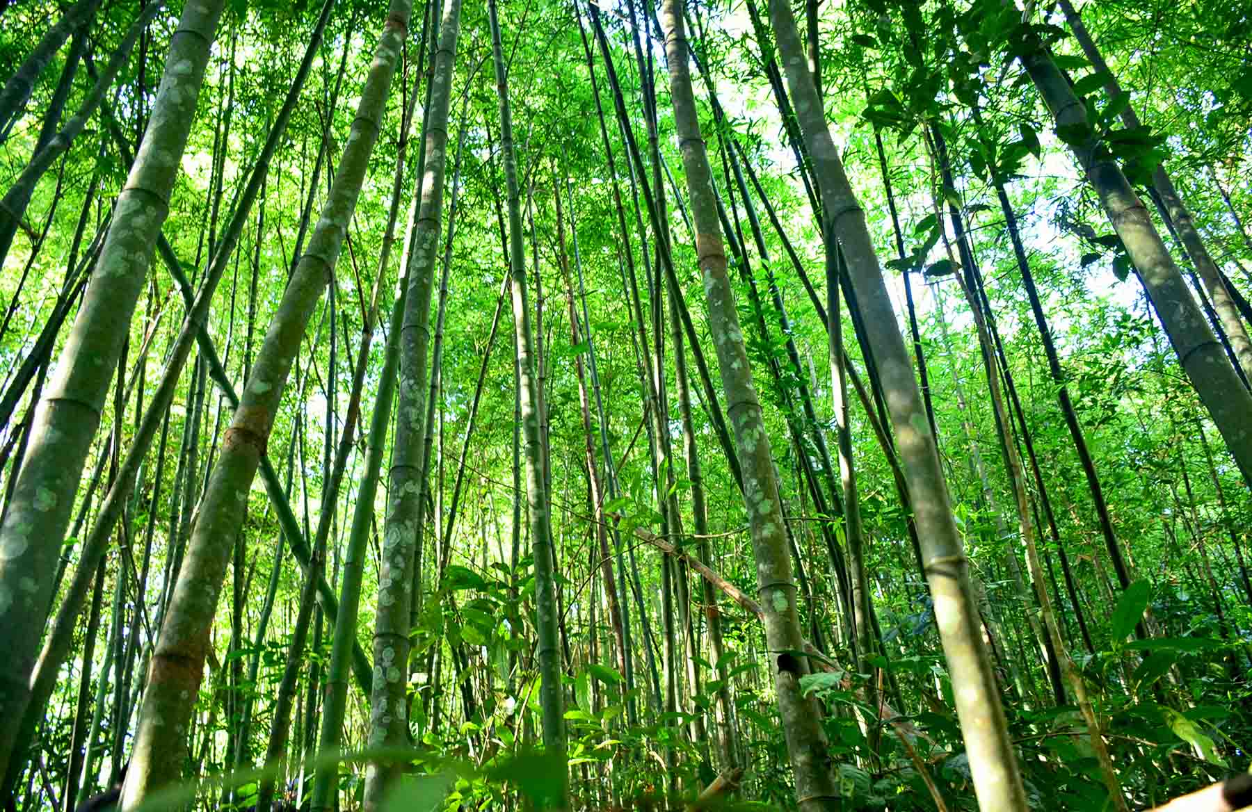 Rừng tre Chênh Vênh