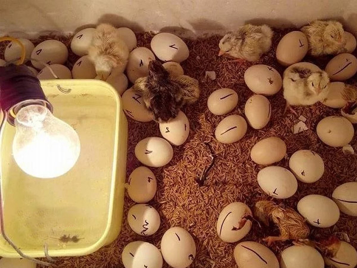 Cách bảo quản trứng gà để ấp và các cách ấp trứng gà phổ biến