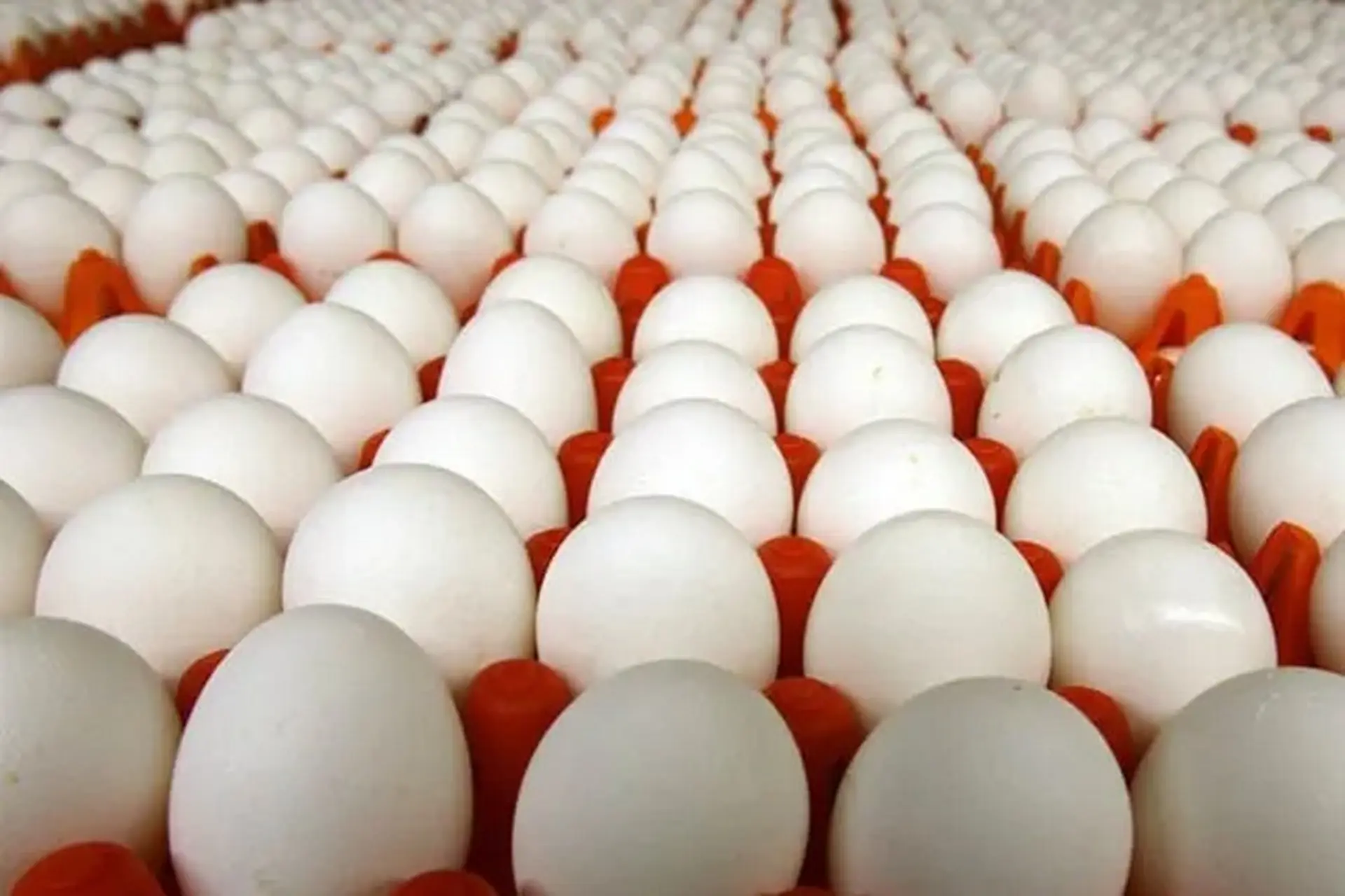 Cách bảo quản trứng gà để ấp và các cách ấp trứng gà phổ biến