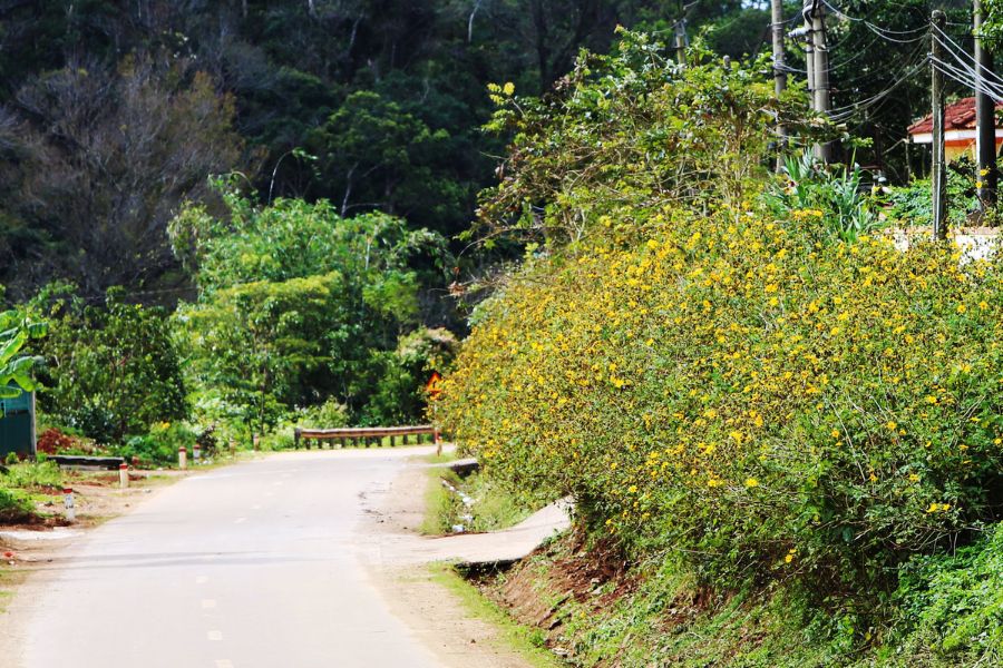 Đường hoa dã quỳ Khe Sanh