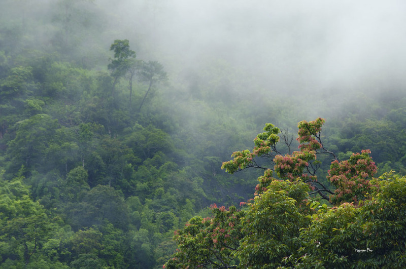 Mây phủ Đèo Sa Mù